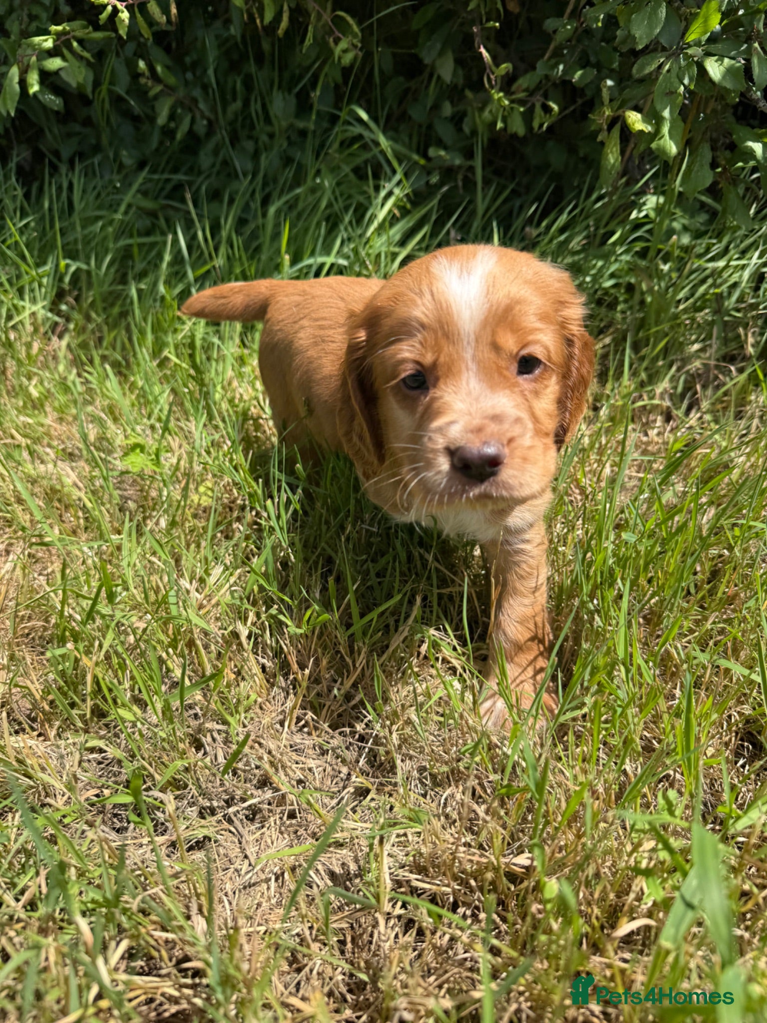 Cocker Spaniel dogs KC Registered Cocker Spaniel Puppies - Advert 2