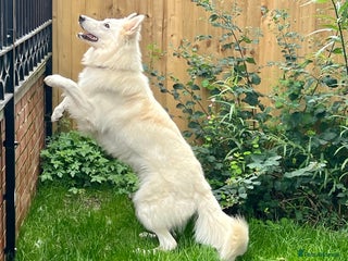 Mixed Breed dogs for stud: White Shepherd Male Available for Outcross - Advert 1