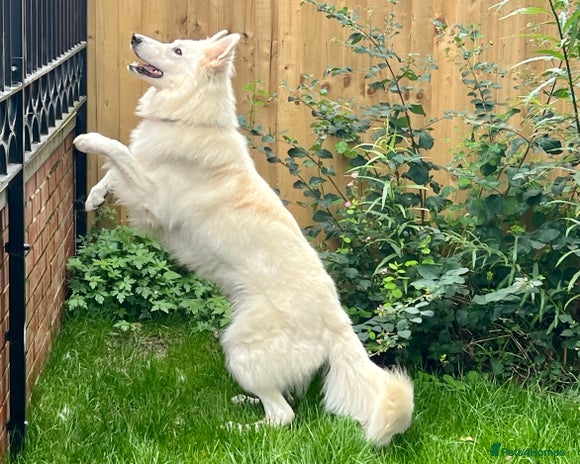 Mixed Breed dogs White Shepherd Male Available for Outcross - Advert 1