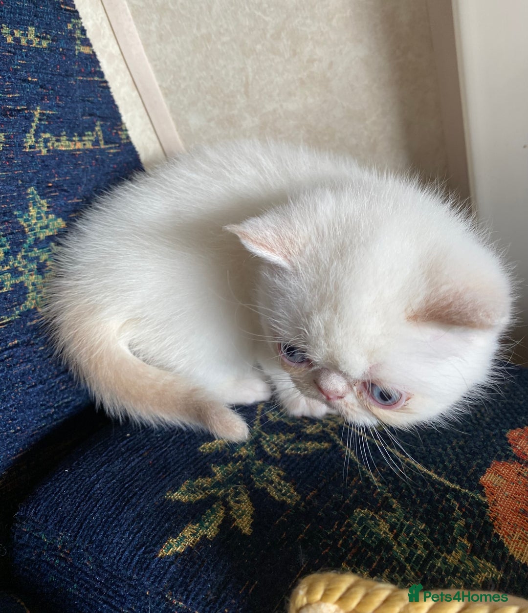 Exotic cats for sale: Outstanding exotic kittens  - Image 12