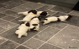 English Springer Spaniel dogs for sale: Kc reg working springer spaniel  - Image 11