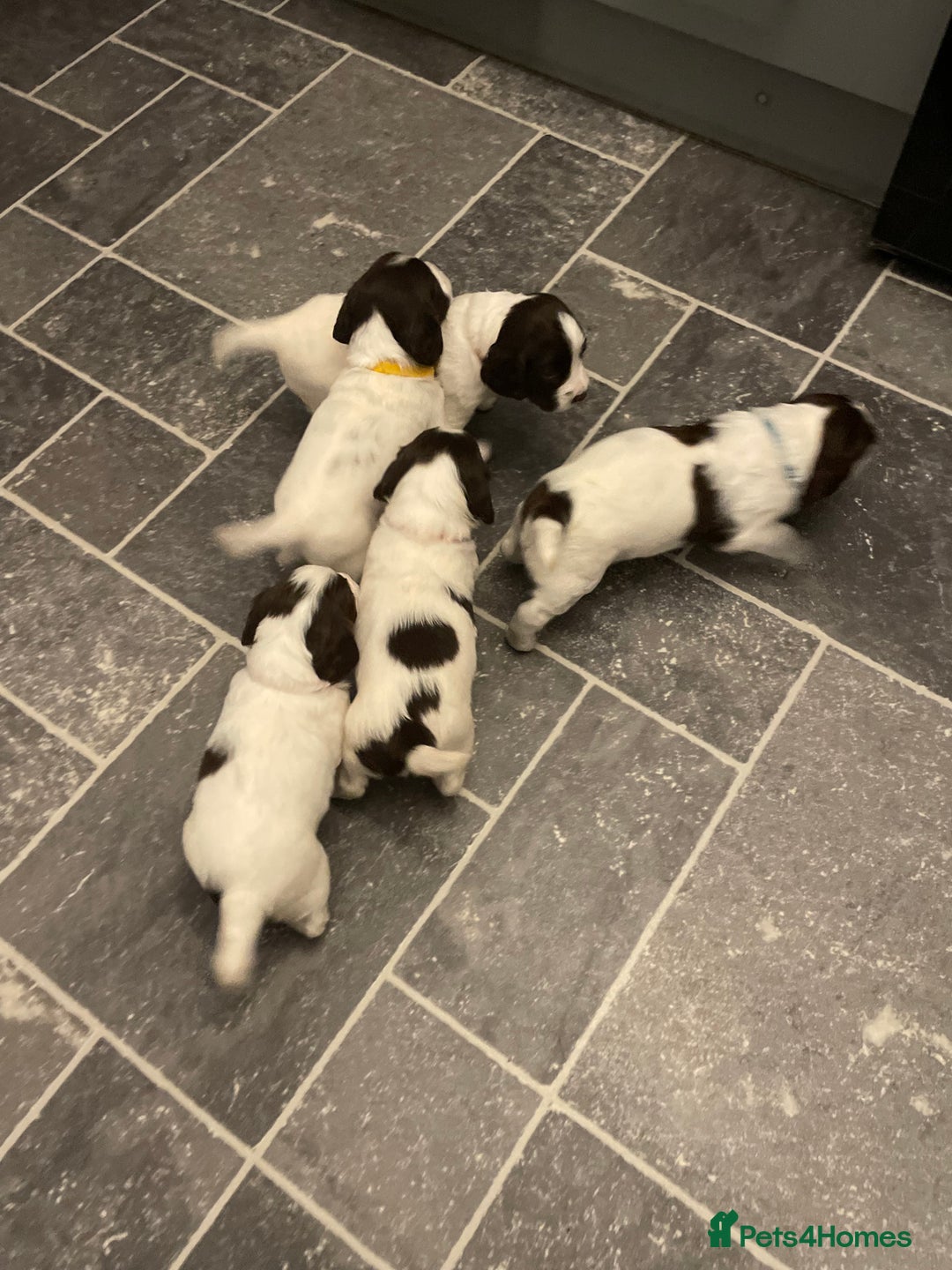 English Springer Spaniel dogs for sale: Kc reg working springer spaniel  - Image 11
