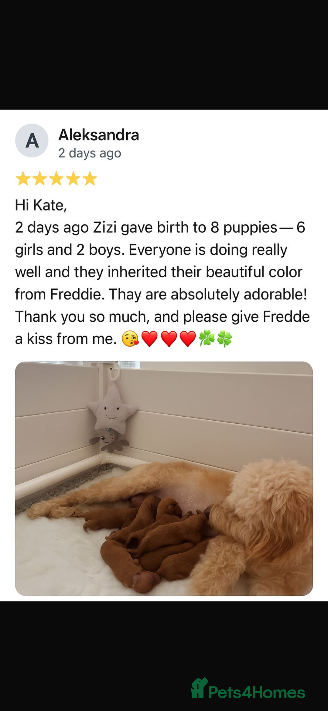 Miniature Poodle dogs for stud: Deep red KC reg miniature poodle stud in Tonbridge - Advert 12