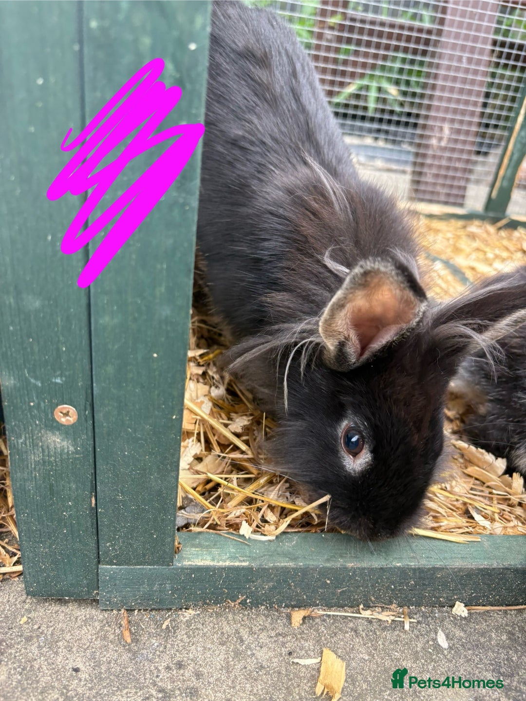 Mixed Breed rabbits for sale: Mix of rabbits  - Image 2