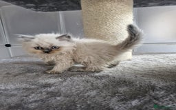 British Shorthair cats for sale: British shorthair and longhair - Image 5