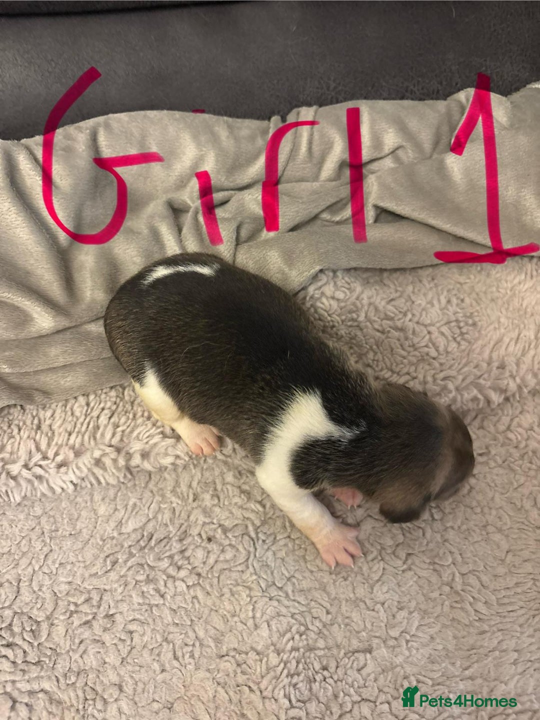 Jack Russell dogs for sale: 8 beautiful Jack Russell puppies 5 boys 3 girls - Image 13