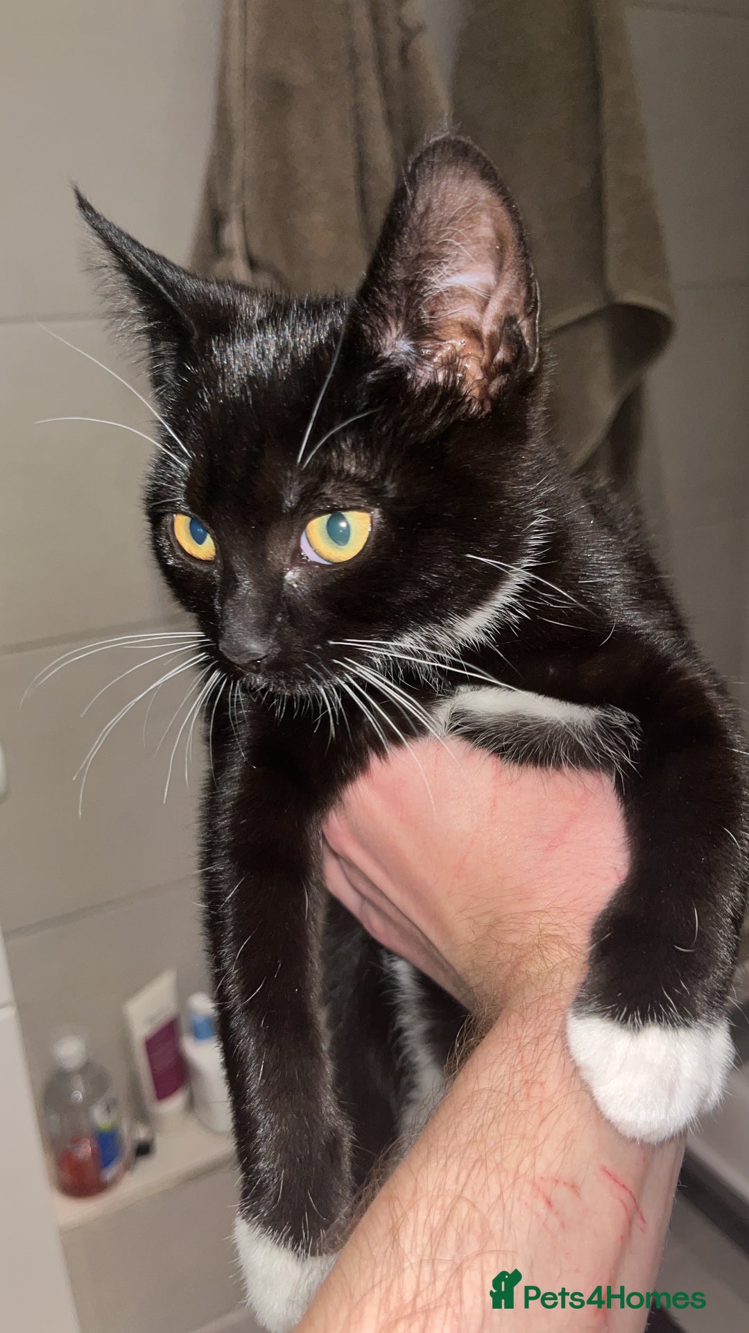 Mixed Breed cats for sale: Isha and Freya - Image 11