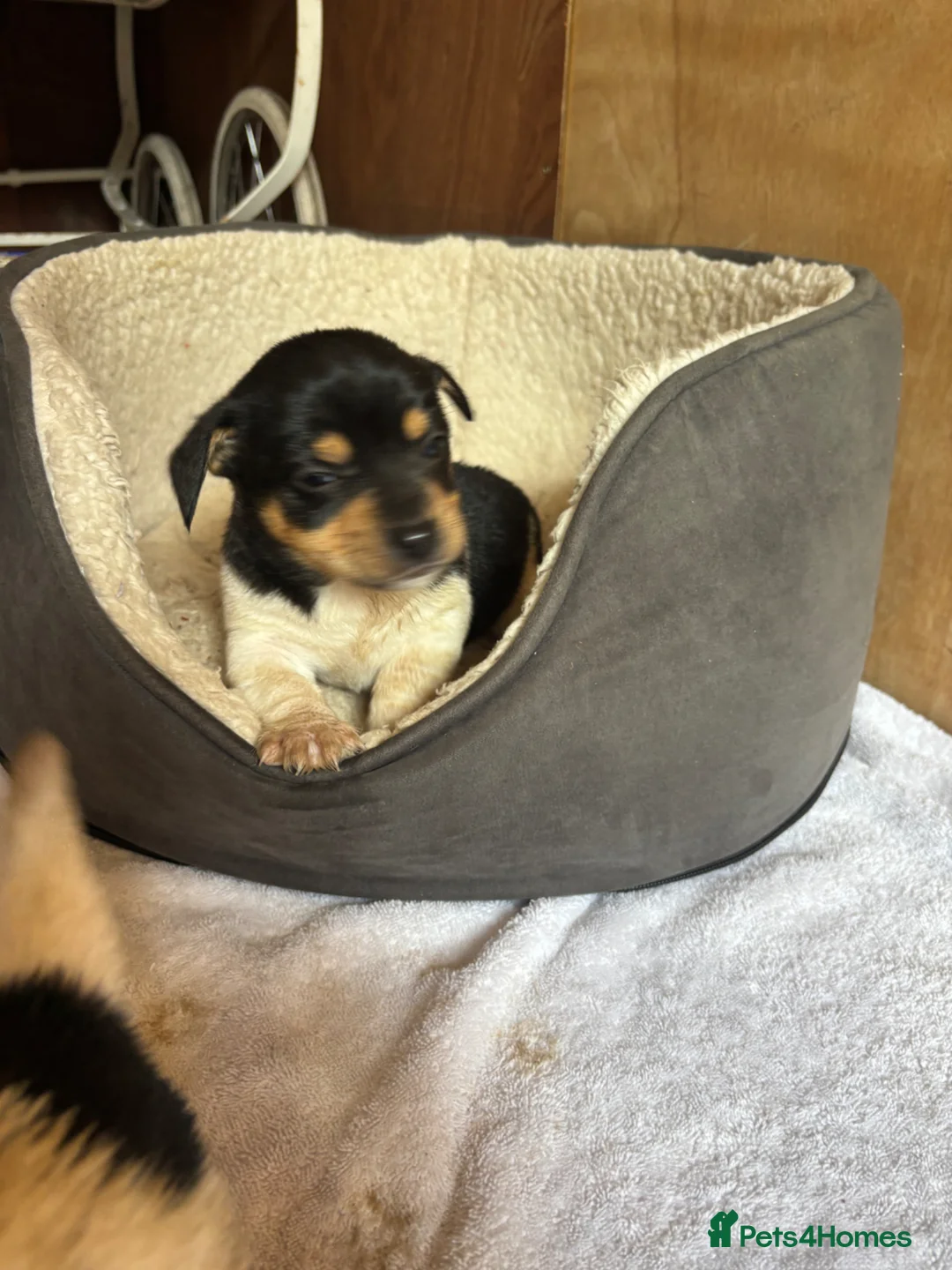 Jackshund dogs for sale: Jack Russell x Dachshund  - Advert 2