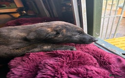 Mixed Breed dogs for sale: Dutch herder x German Shepherd pups - Image 19