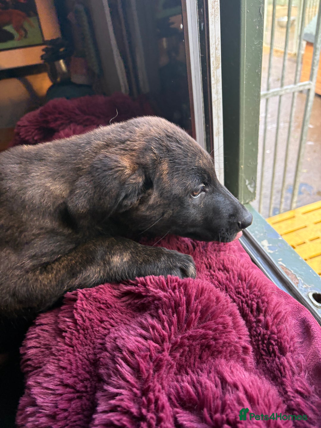 Mixed Breed dogs for sale: Dutch herder x German Shepherd pups - Image 19