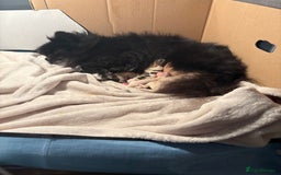 Pomeranian dogs for sale: Beautiful mix of Russian/Chi Tien Pomeranian Pups - Image 5