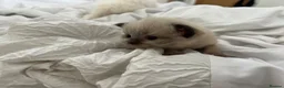 Ragdoll cats for sale: ❤️Beautiful Ragdoll Kittens❤️ in Brentwood - Advert 26