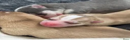 Pomsky dogs for sale: F4 Pomsky Puppies  - Advert 5