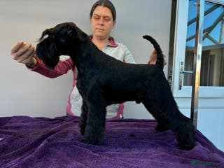 Miniature Schnauzer dogs 3 beautiful black boys available - Advert 2