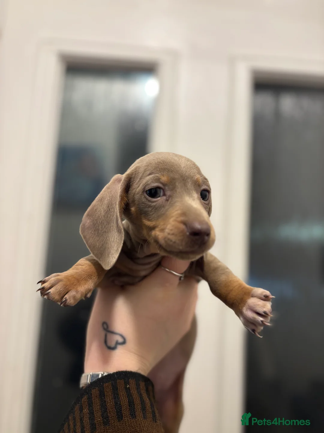 Dachshund dogs for sale: Dachshund looking for forever home  - Advert 2