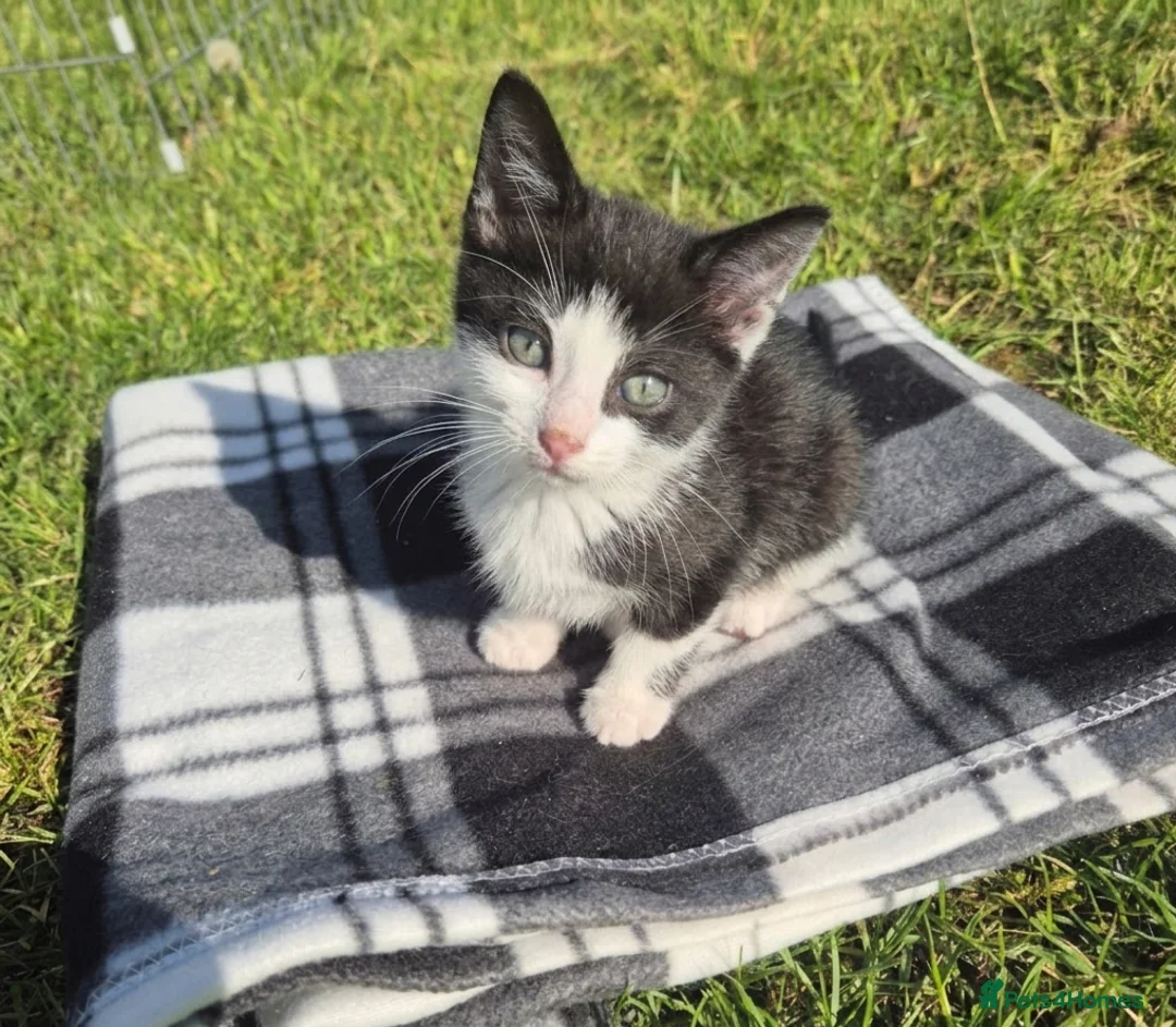Bengal cats for sale: Beautiful Bengal x Korat kittens  - Advert 14