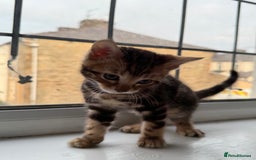 Bengal cats for sale: 6 Stunning Bengal kittens - Image 20