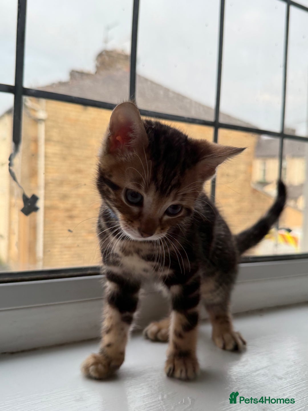 Bengal cats for sale: 6 Stunning Bengal kittens - Image 20