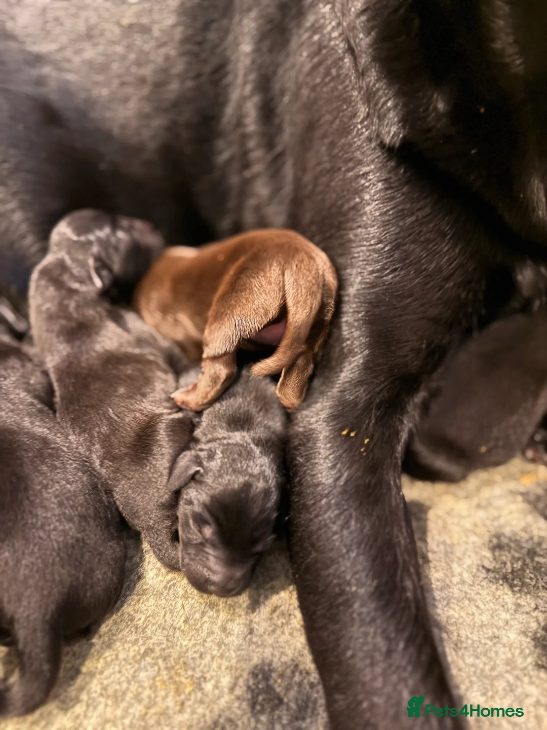 Labrador Retriever dogs for sale: Beautiful litter of Labrador puppies for sale - Advert 9
