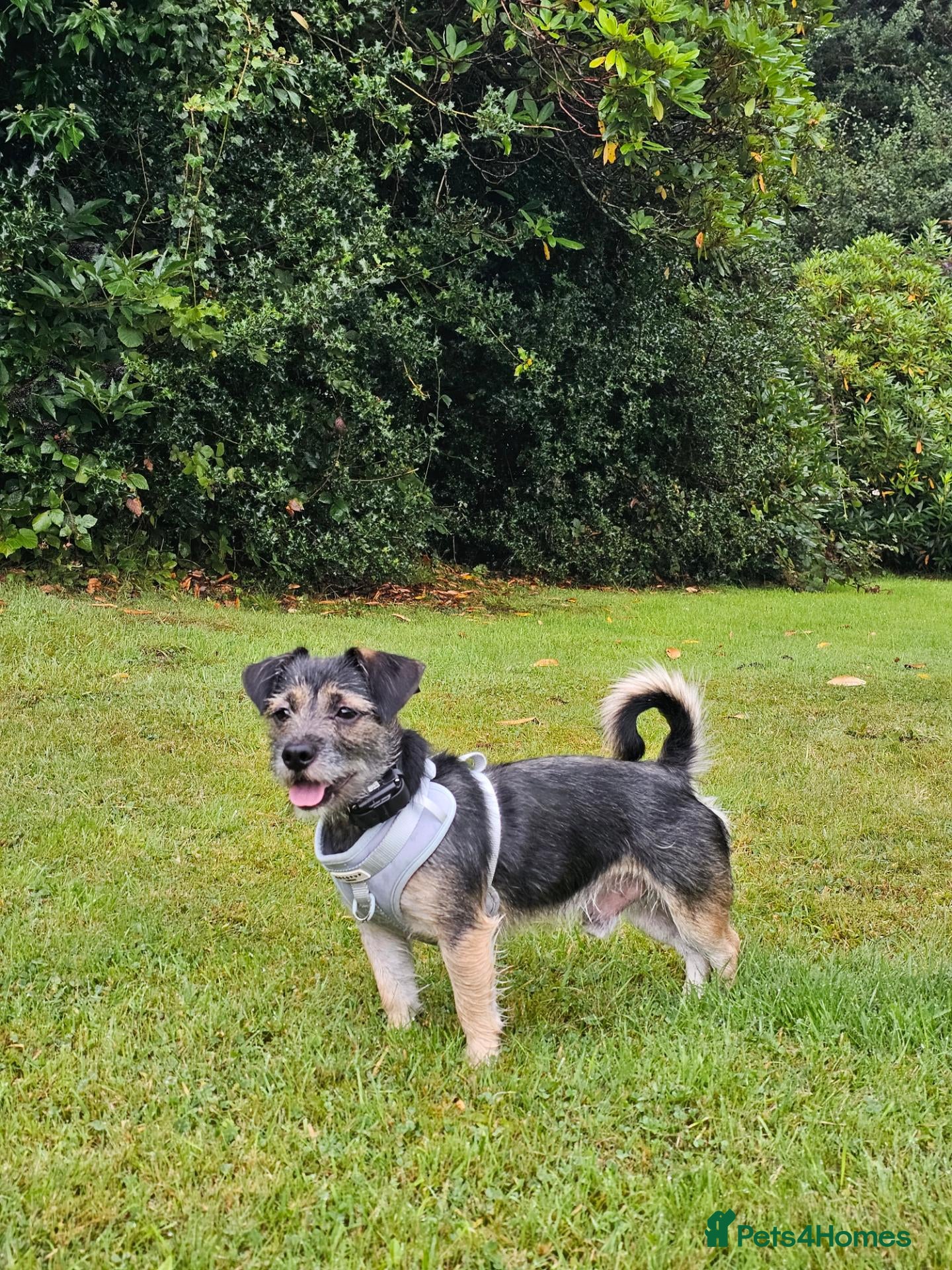 Mixed Breed dogs Lovable Parson Russell Terrier for Rehoming - Advert 2
