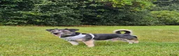 Mixed Breed dogs for sale: Lovable Parson Russell Terrier for Rehoming - Advert 1