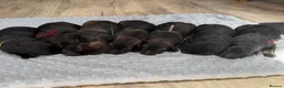 German Shepherd dogs for sale: 🏆 ELITE KC REG CZECH WORKING LINE GSD PUPPIES 🏆 - Advert 9