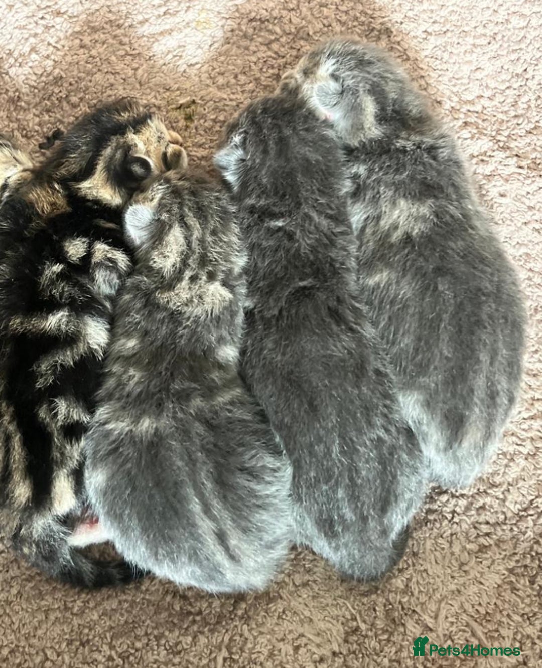 Bengal cats for sale: Bengal cross kittens one grey boy one brown girl - Image 14