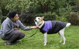 Mixed Breed dogs for adoption: 💖🐶 ALAYA 🐶💖 - Image 22