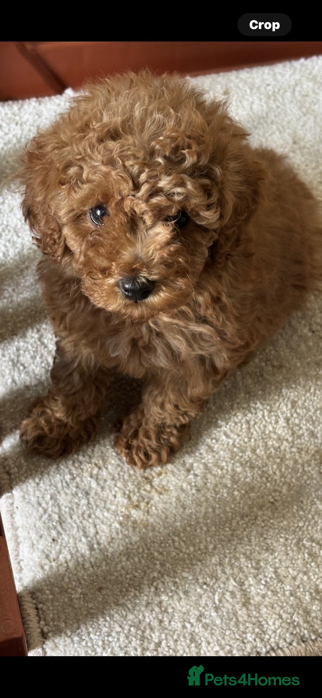 Toy Poodle dogs for sale: RED TOY POODLES - Image 4