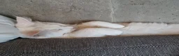 Turkish Angora cats for sale: Angora x Maine Coon mix - Advert 2