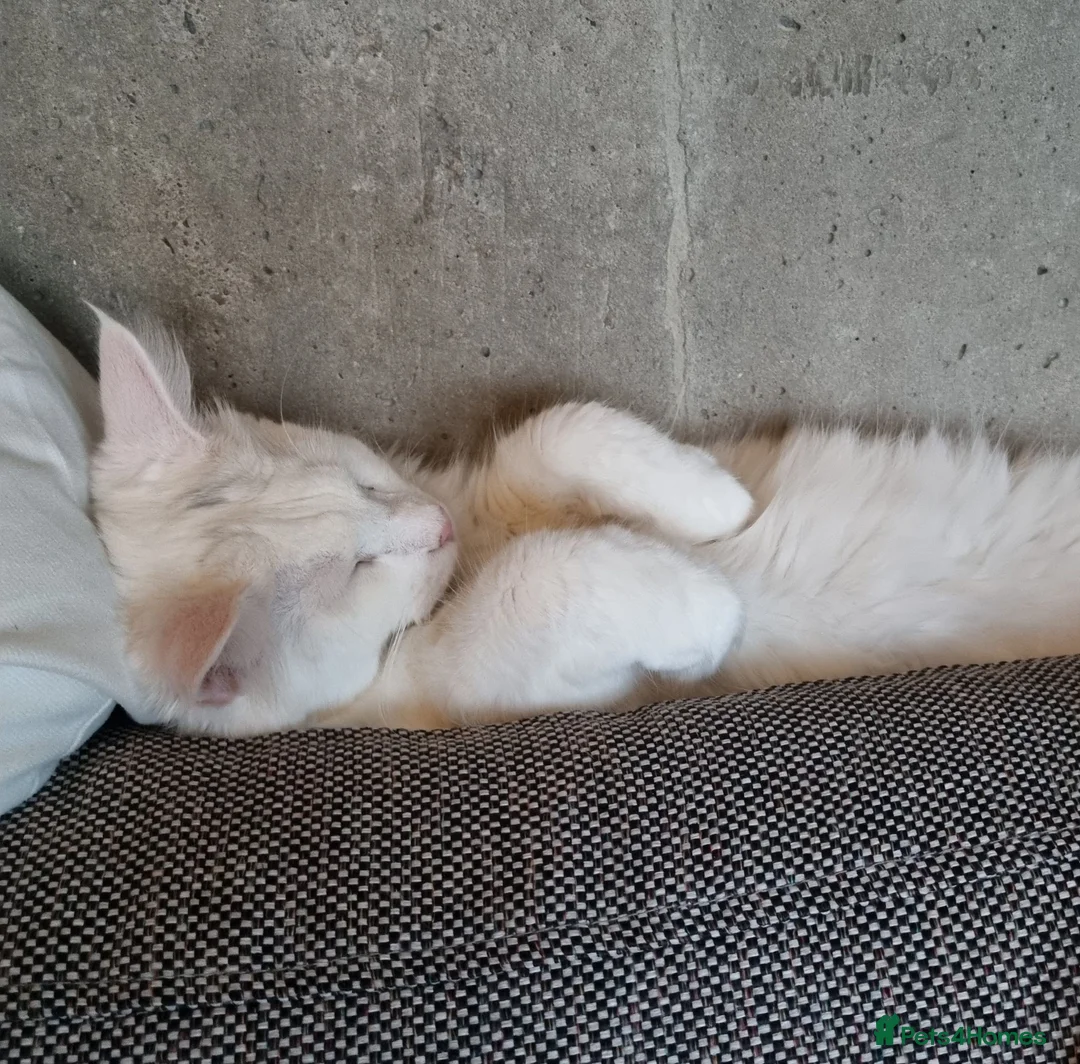 Turkish Angora cats for sale: Angora x Maine Coon mix - Advert 2