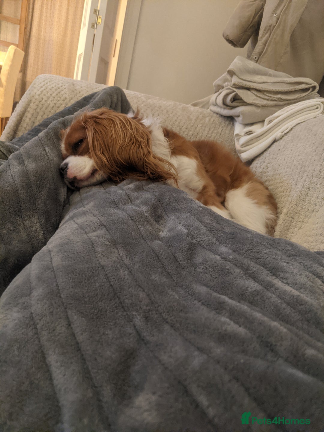 Cavalier King Charles Spaniel dogs for sale: Hyper, healthy 2 year old Cavalier (neutered) - Advert 4