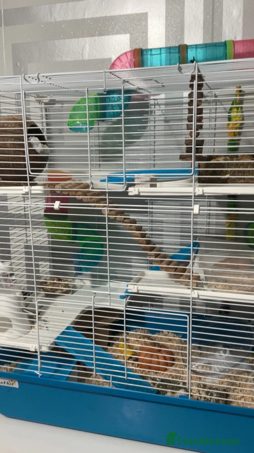 Hamster rodents for sale: dwarf hamster INCLUDING cage and more in Newcastle upon Tyne - Advert 2