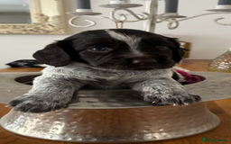 Cocker Spaniel dogs for sale: Working cocker female pup  - Image 3