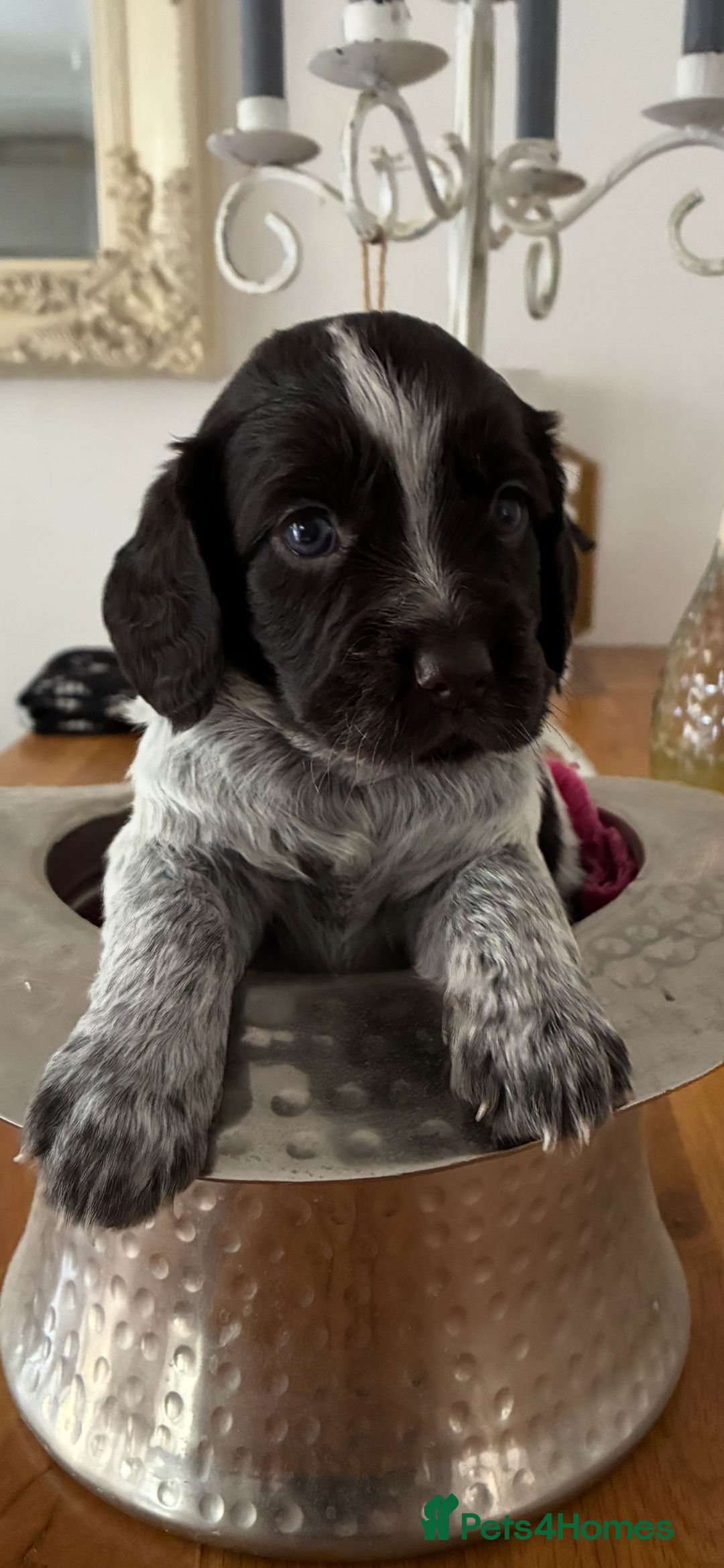 Cocker Spaniel dogs for sale: Working cocker female pup  - Image 3