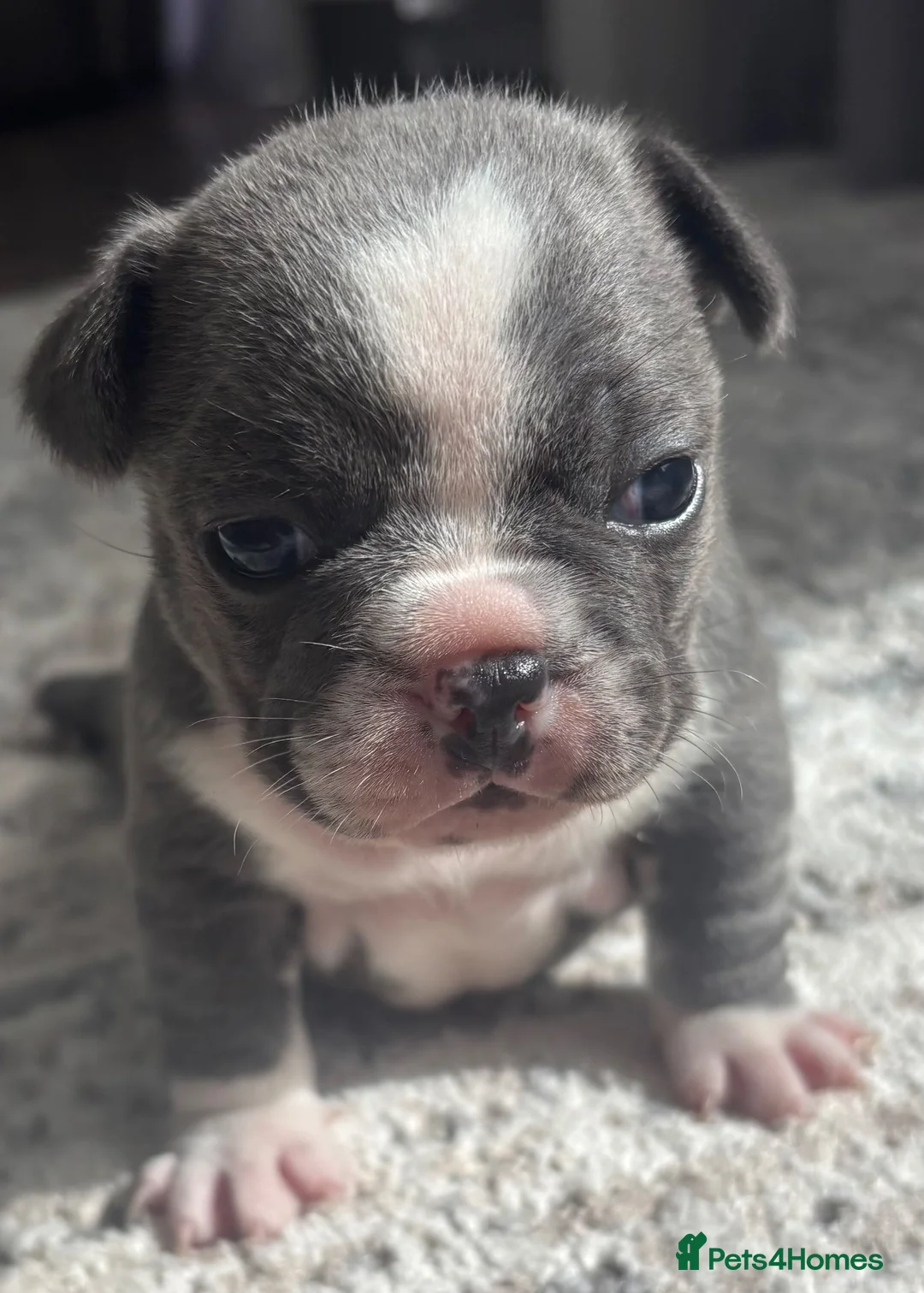 French Bulldog dogs for sale: French bulldog in Basingstoke - Advert 4