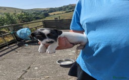 Jack Russell dogs for sale: Miniature Jack Russell's - Image 9