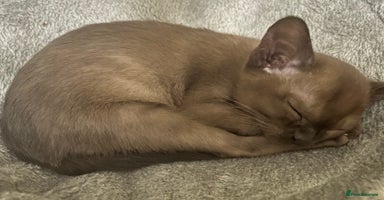 Burmese cats - Advert 3