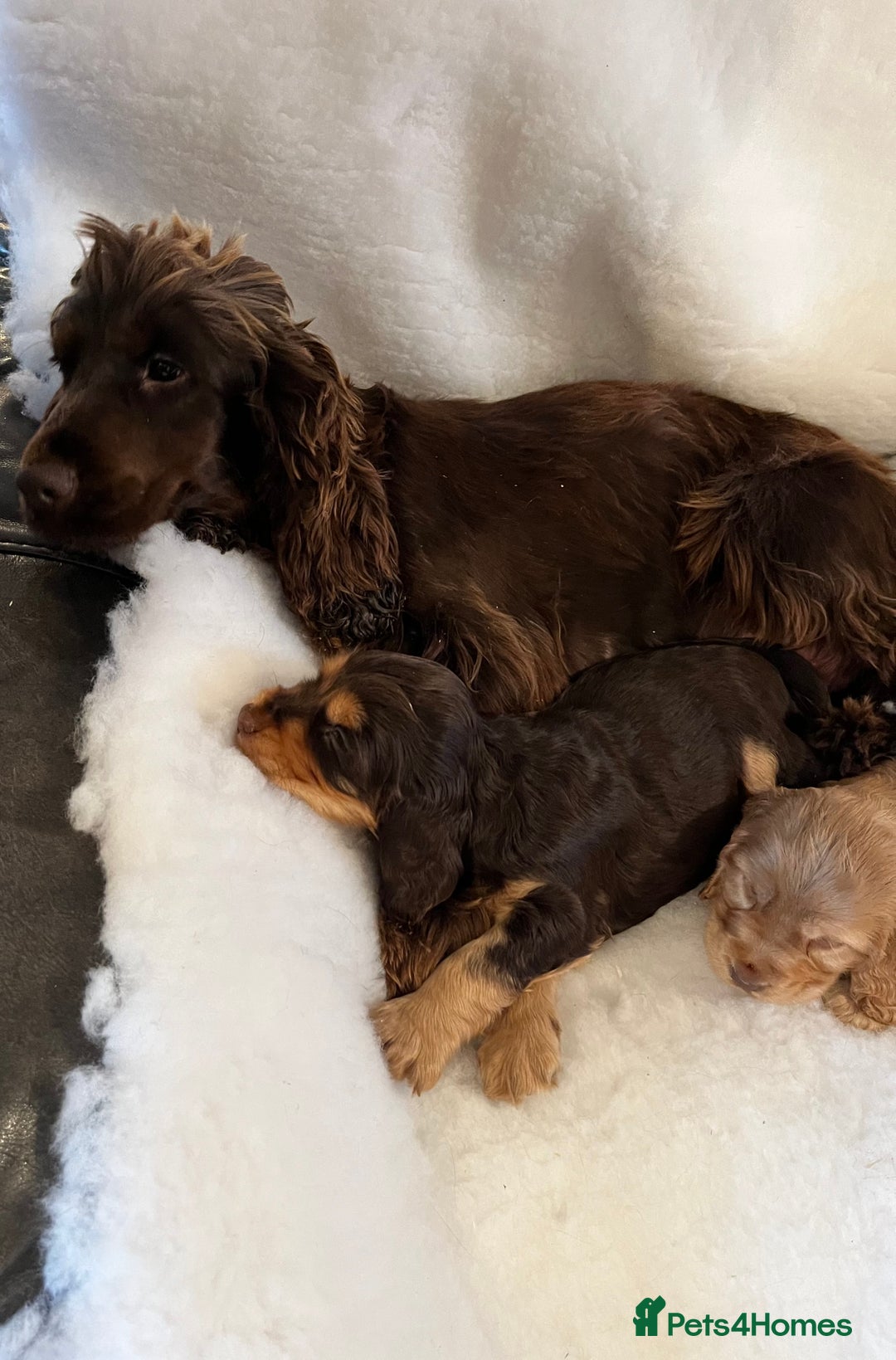 Cocker Spaniel dogs for sale: Health tested KC reg show type cockers - Advert 1