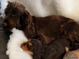 Cocker Spaniel dogs Health tested KC reg show type cockers - Advert 1