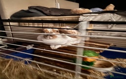 English rabbits for sale: Daisy - do not know the breed - Image 4