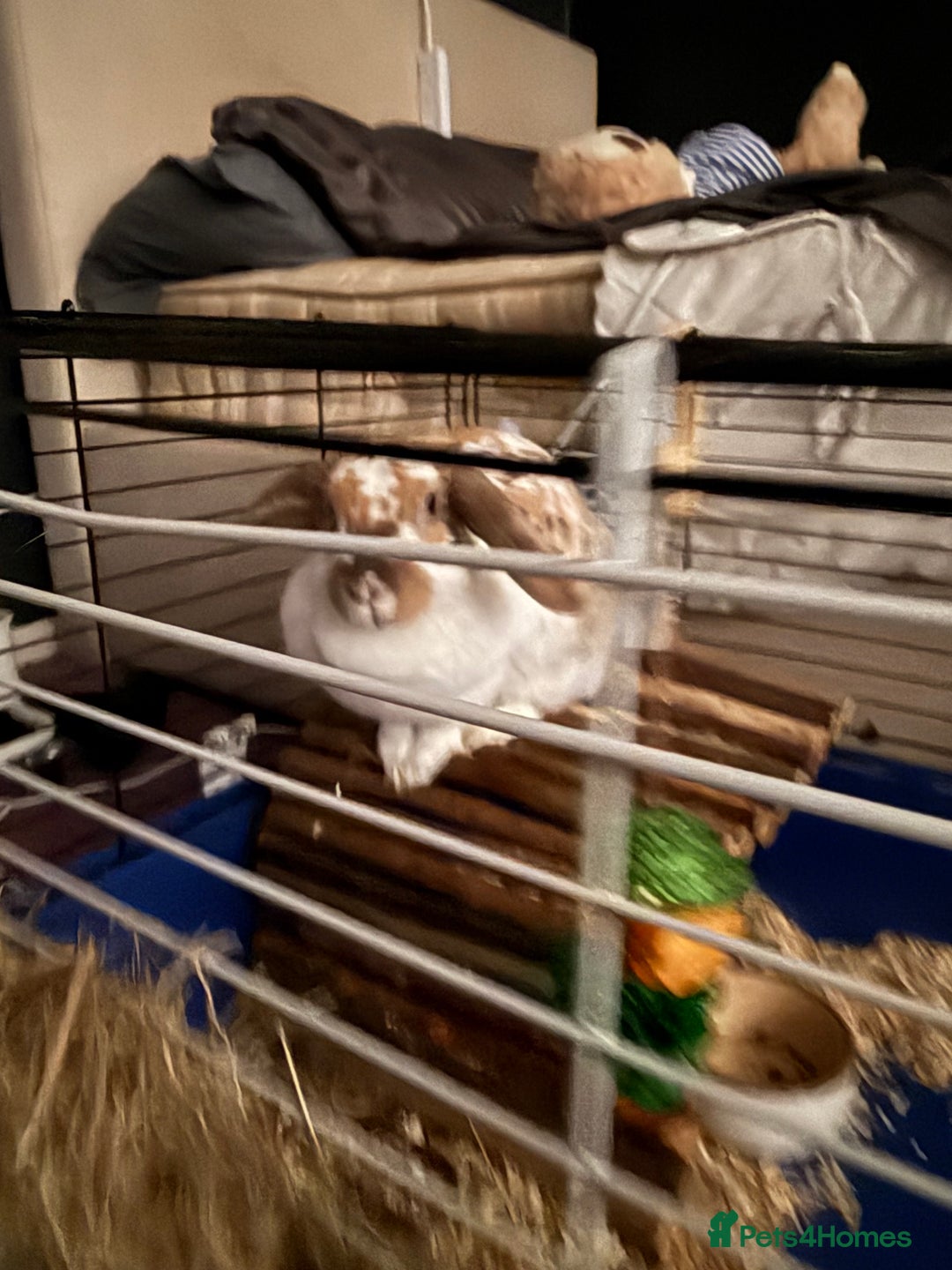 English rabbits for sale: Daisy - do not know the breed - Image 4
