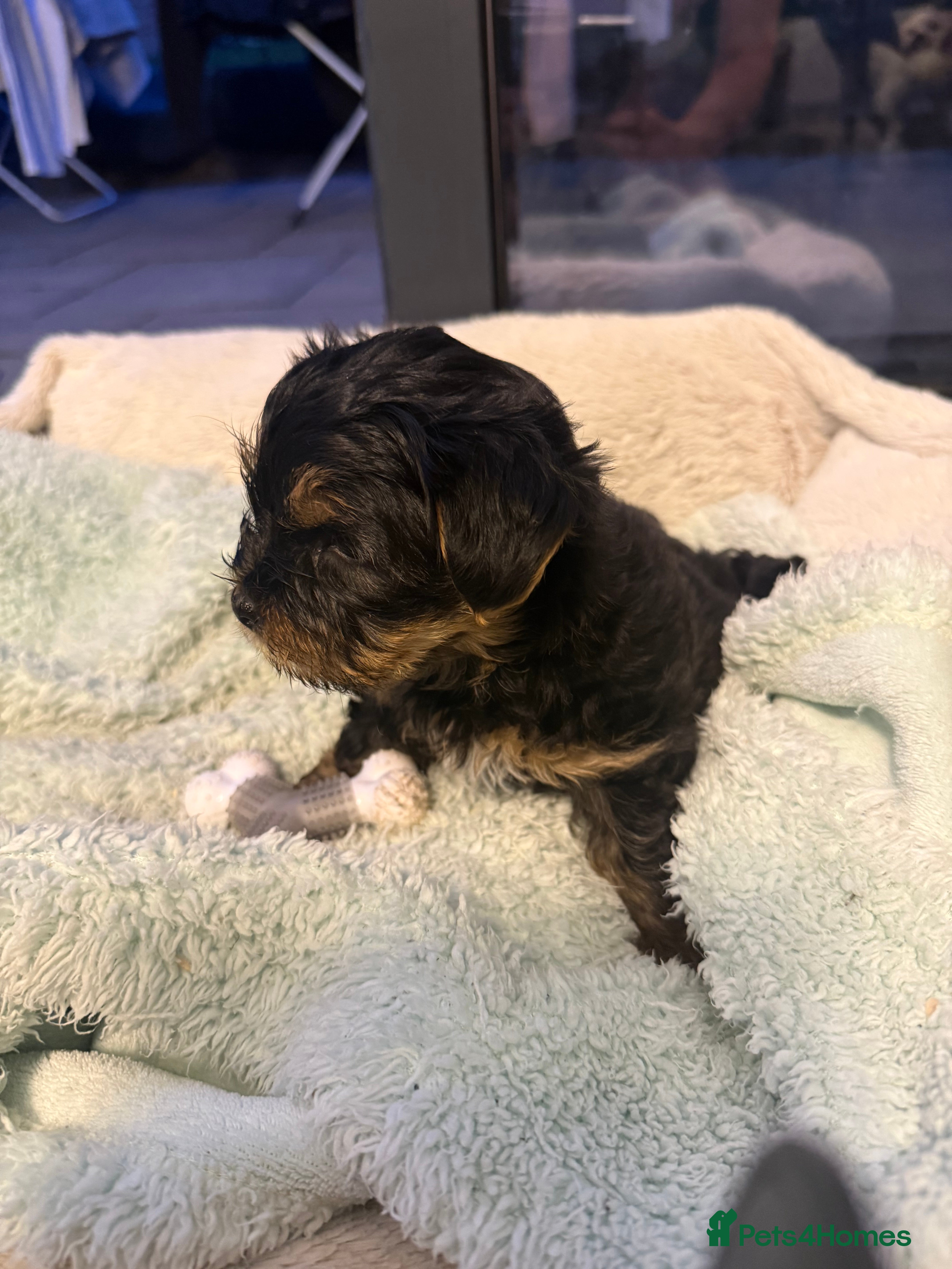 Yorkshire Terrier dogs Beautiful Mini Yorkshire Terrier Puppies  - Advert 2