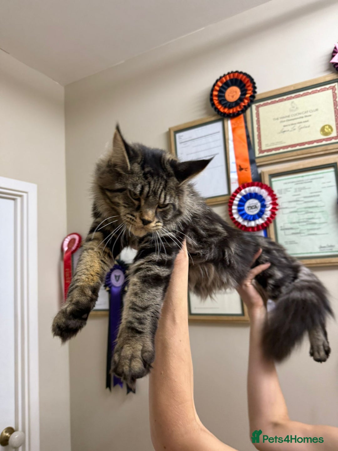 Maine Coon cats for sale: Female MCO - Image 15