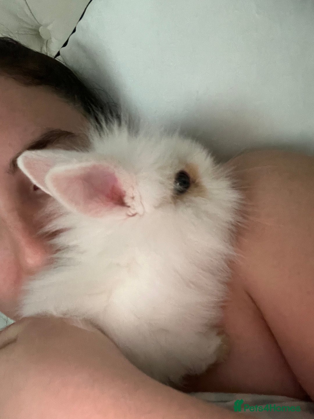 Lionhead rabbits for sale: Loving, cuddly rabbit for sale - Image 6