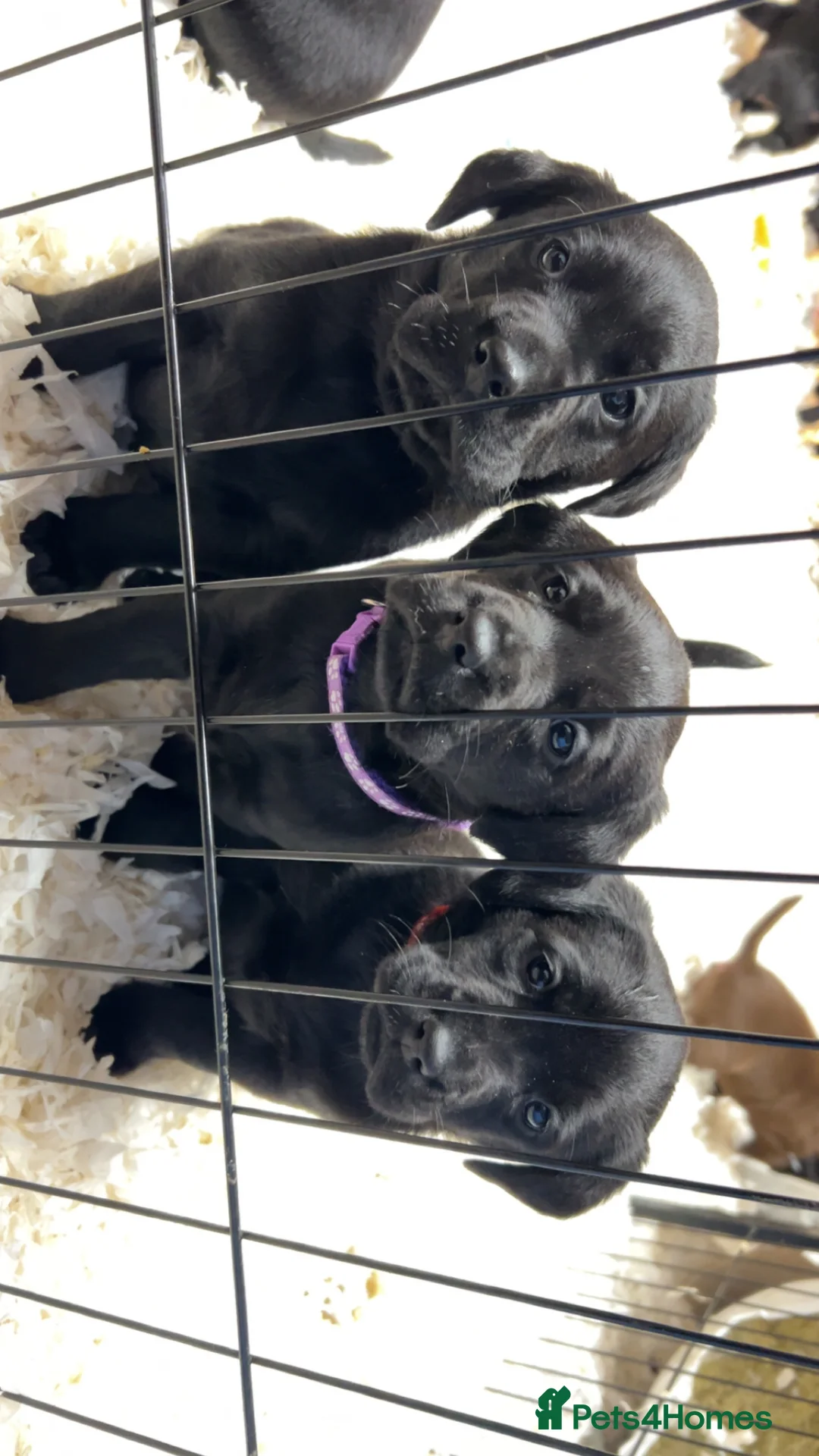 Labrador Retriever dogs for sale: Lovely KC registered Black and Chocolate pups - Advert 3