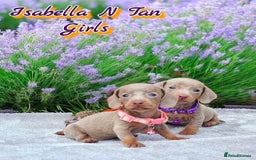 Miniature Dachshund dogs for sale: BLUE DAPPLE & ISABELLA DAPPLE PUPS AVAILABLE  - Image 18