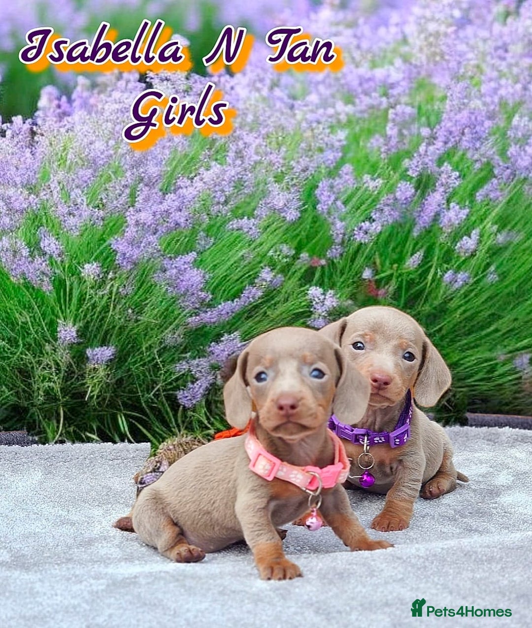 Miniature Dachshund dogs for sale: BLUE DAPPLE & ISABELLA DAPPLE PUPS AVAILABLE  - Image 18