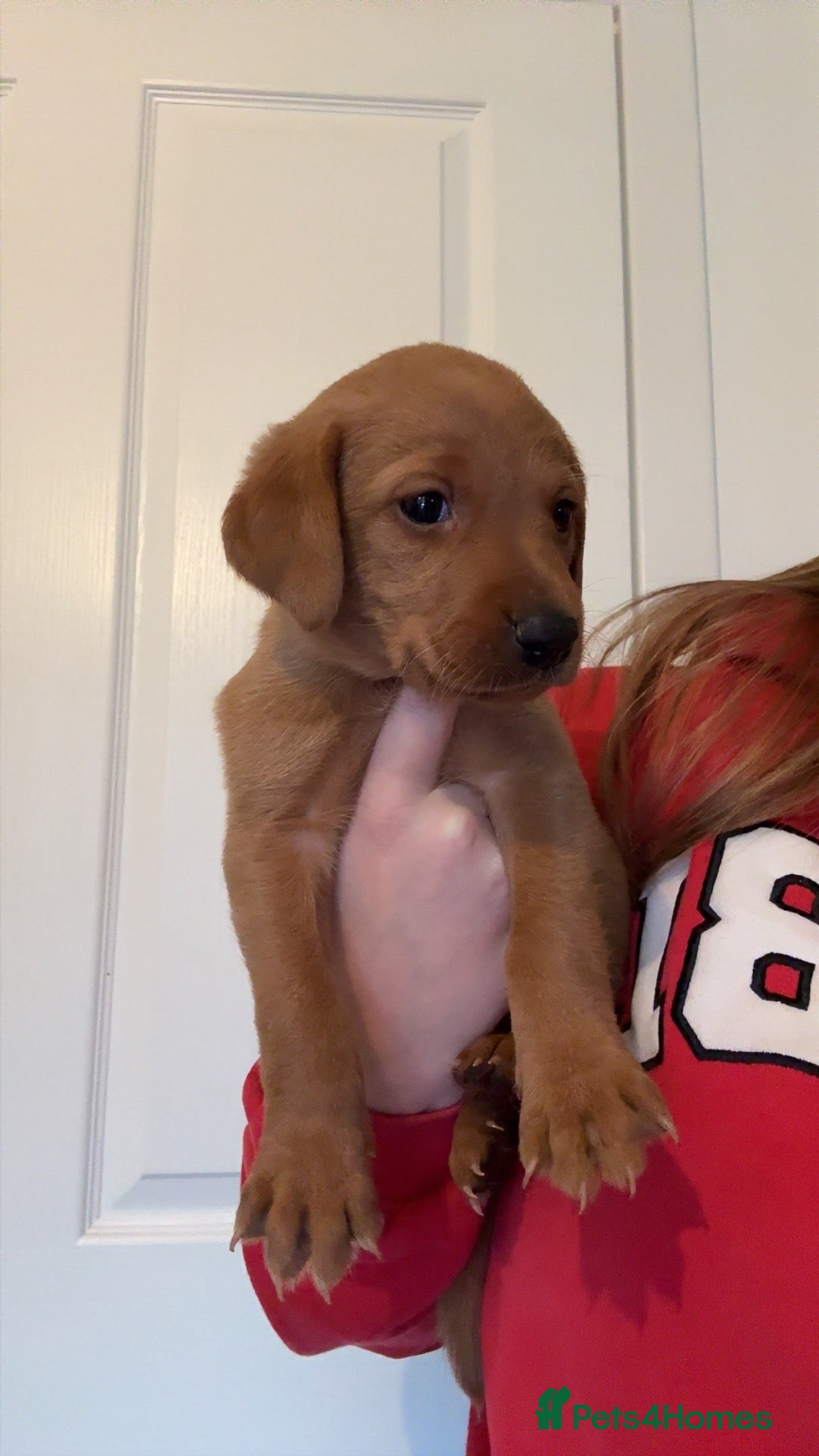 Labrador Retriever dogs ‼️7 Gorgeous DARK fox red Labrador puppies‼️ - Advert 8