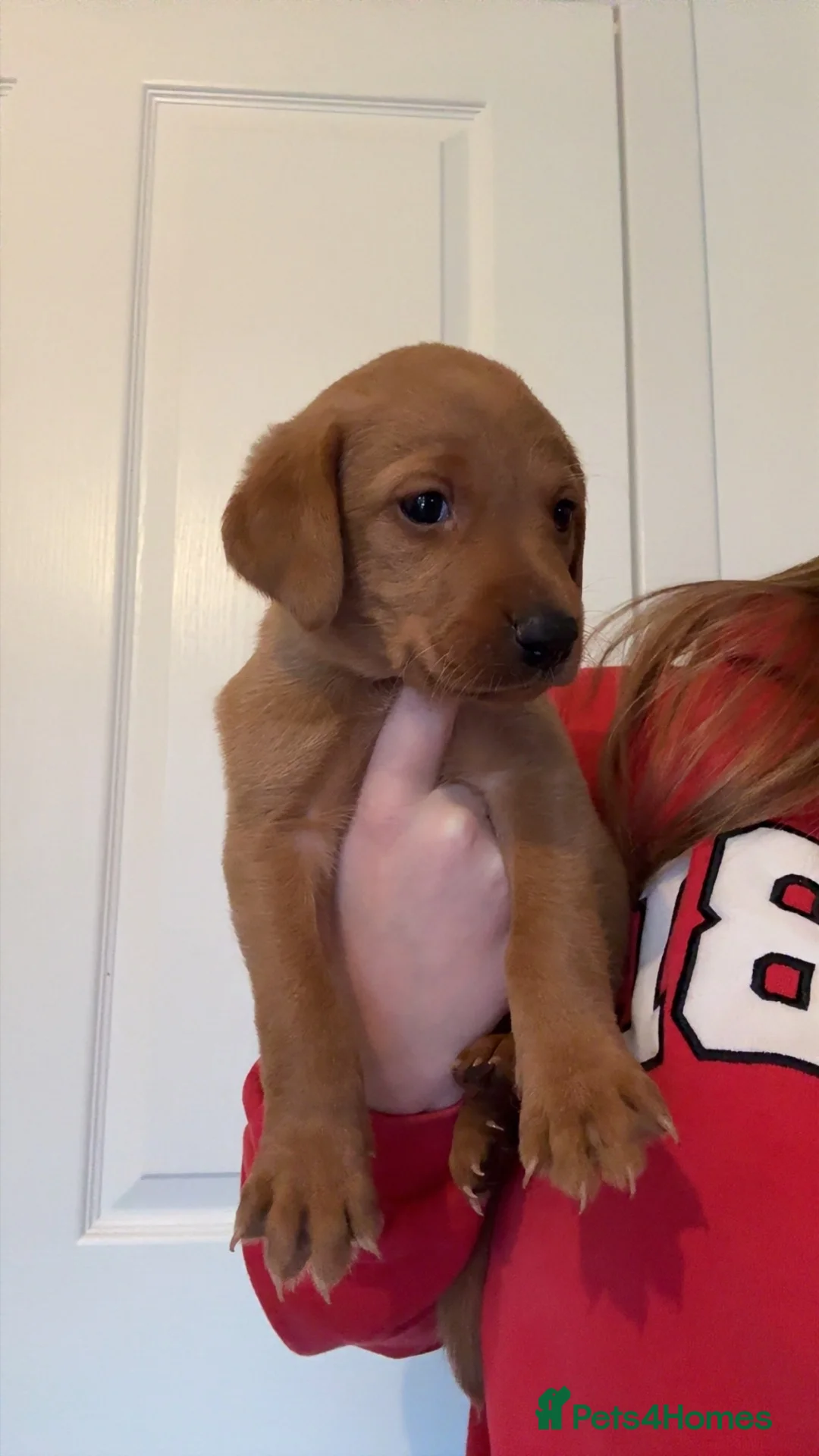 Labrador Retriever dogs for sale: ‼️7 Gorgeous DARK fox red Labrador puppies‼️ - Advert 1